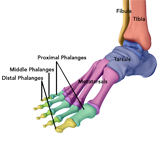 Foot and Ankle Anatomy