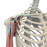 Normal Anatomy of the Shoulder Joint