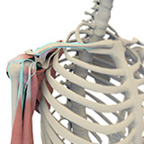 Normal Anatomy of the Shoulder Joint