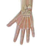 Normal Hand Anatomy