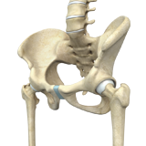 Normal Anatomy of the Hip joint