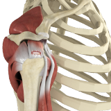 Rotator Cuff Tear